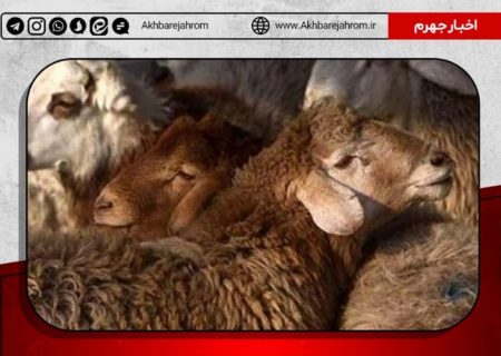 کشف ۱۲۰ راس گوسفند قاچاق در حیاط منزل مسکونی توسط پليس جهرم