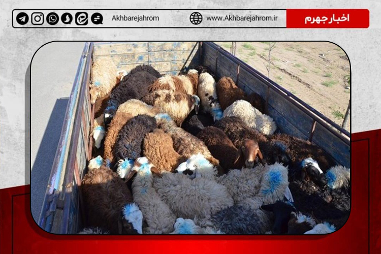 توقف کامیون حامل گوسفند قاچاق