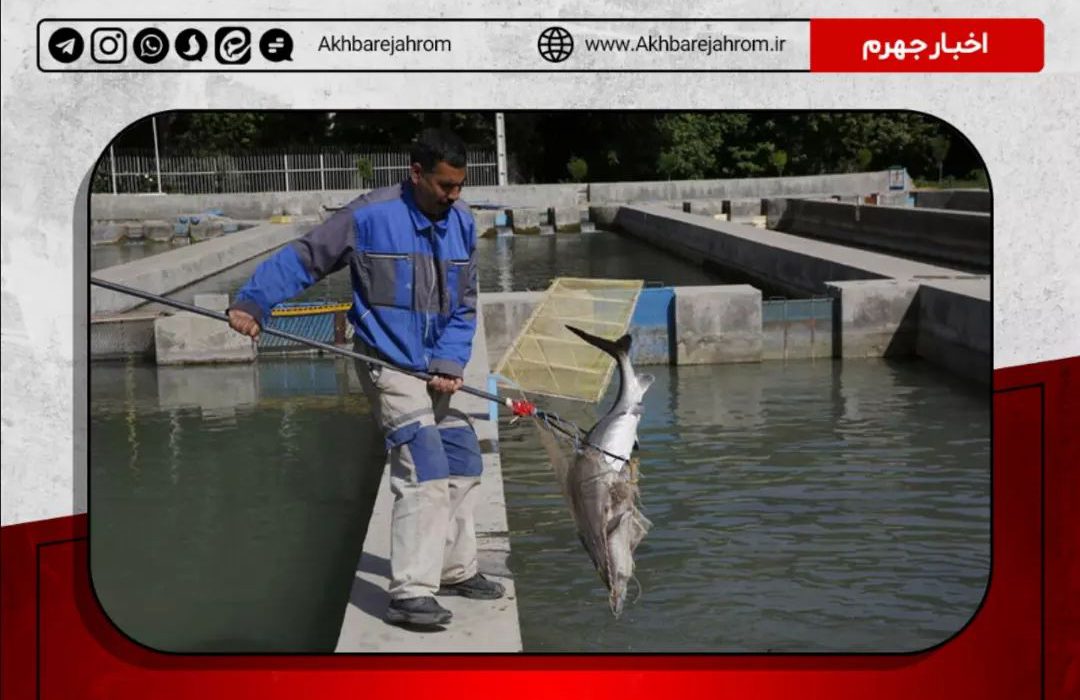جهرم رکوردار بیشترین تولید ماهیان گرمابی در استان فارس