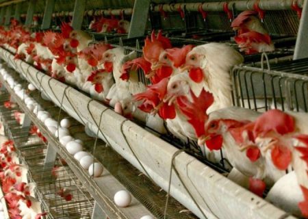 تولید بیش از بیش از ۵ هزار تن تخم مرغ در جهرم