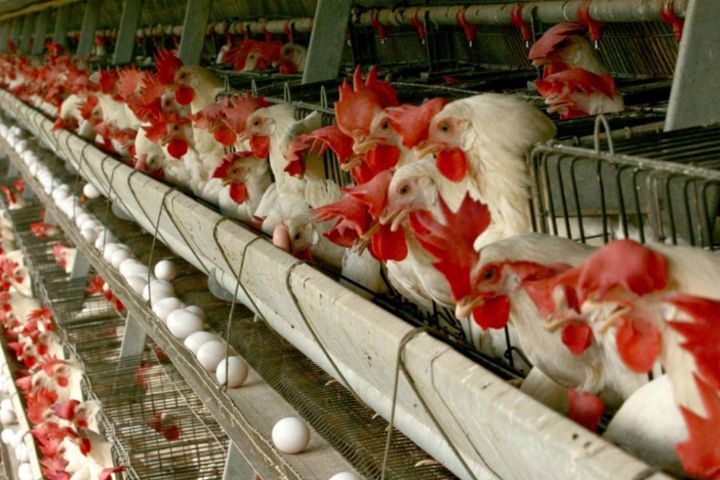 تولید بیش از بیش از ۵ هزار تن تخم مرغ در جهرم