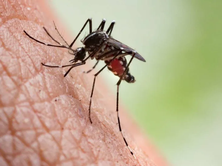 درمان ۱۲۱ بیمار مبتلا به مالاریا از ابتدای شروع برنامه حذف مالاریا تاکنون در شهرستان جهرم