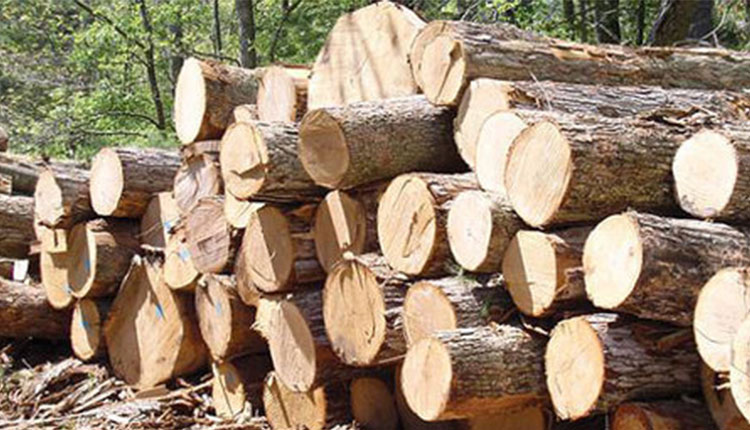 کشف ۲۷۰۰ کیلو گرم چوب بلوط در شهرستان جهرم