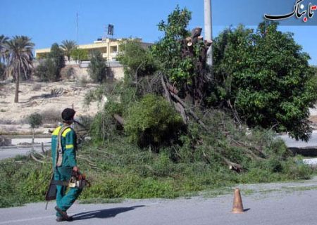 هرگونه هرس درختان توسط اداره برق با هماهنگی و حضور کارشناسان شهرداری انجام شده است