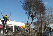 اتهام دروغگویی شهرداری جهرم به اداره برق: بدون هماهنگی و مجوز ما، درختان را هرس غیراصولی می‌کنید