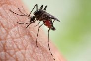 دو مورد مبتلا به بیماری مالاریا در شهرستان جهرم شناسایی شدند