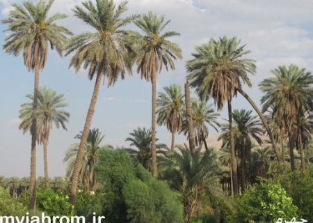 کوچه‌های فراموش شده‌ی شهر جهرم
