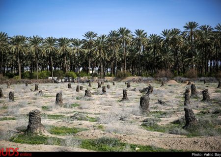 به مناسبت روز ملی خرما: «جنگل نخل» فارس در حال نابودی است