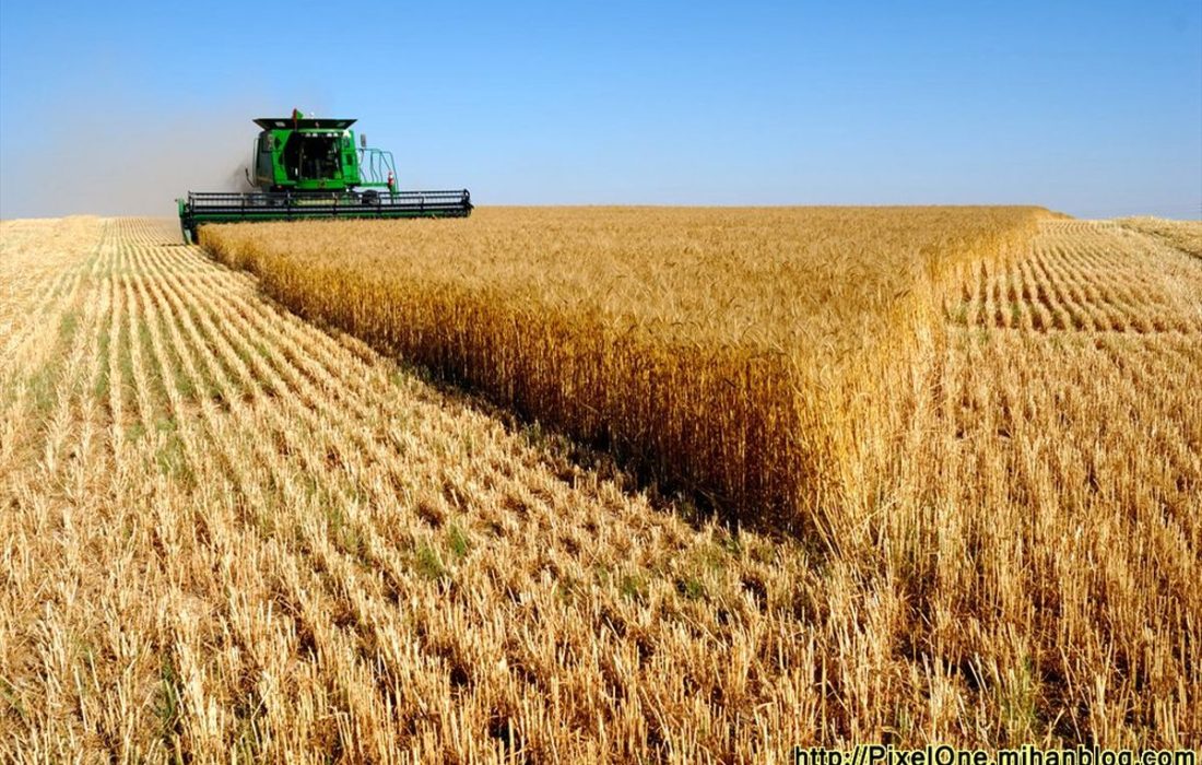 آغاز برداشت خوشه های طلایی گندم  از مزارع جهرم