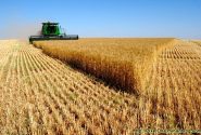 آغاز برداشت خوشه های طلایی گندم  از مزارع جهرم