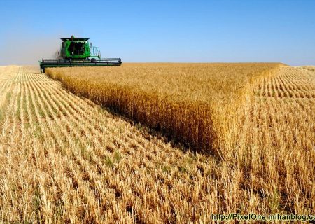 آغاز برداشت خوشه های طلایی گندم  از مزارع جهرم