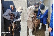 اجرای طرح رایگان واکسیناسیون طاعون نشخوارکنندگان کوچک در جهرم