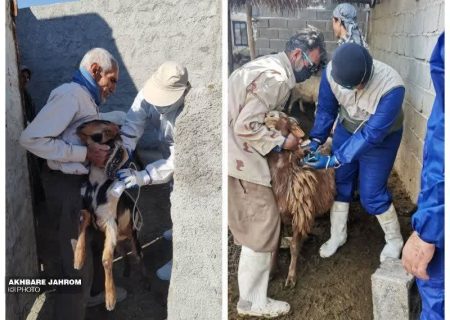 اجرای طرح رایگان واکسیناسیون طاعون نشخوارکنندگان کوچک در جهرم