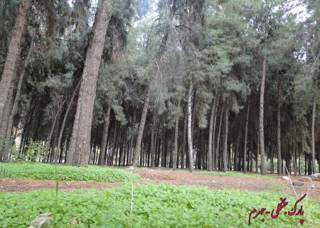بوستانی برای تفریح؛ نه نزاع/ ضرورت تغییر کاربری «پارک جنگلی جهرم» به «بوستان خانواده»