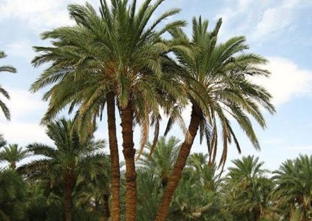 چالش ریزش خرما در نخلستان‌های جهرم در سال جاری