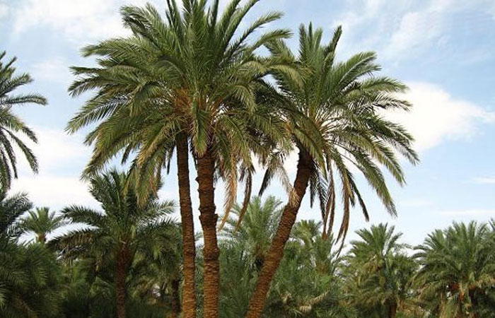چالش ریزش خرما در نخلستان‌های جهرم در سال جاری