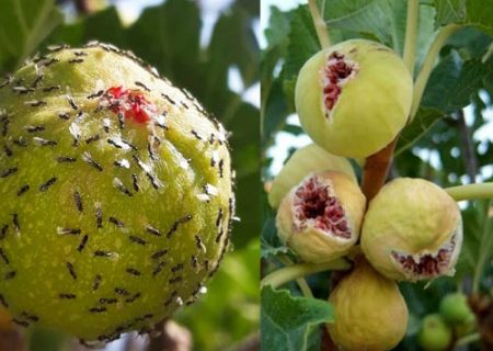 آغاز عملیات گرده افشانی در باغ های انجیر دیم شهرستان جهرم