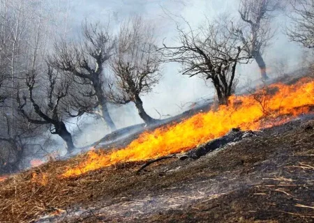 عمدی بودن ۹۹ درصد آتش‌سوزی‌ های طبیعت در فارس
