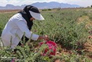 ۱۰۰ هکتار از اراضی کشاورزی شهرستان جهرم، زیر کشت گیاهان دارویی