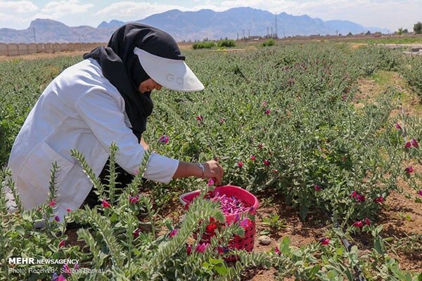 ۱۰۰ هکتار از اراضی کشاورزی شهرستان جهرم، زیر کشت گیاهان دارویی