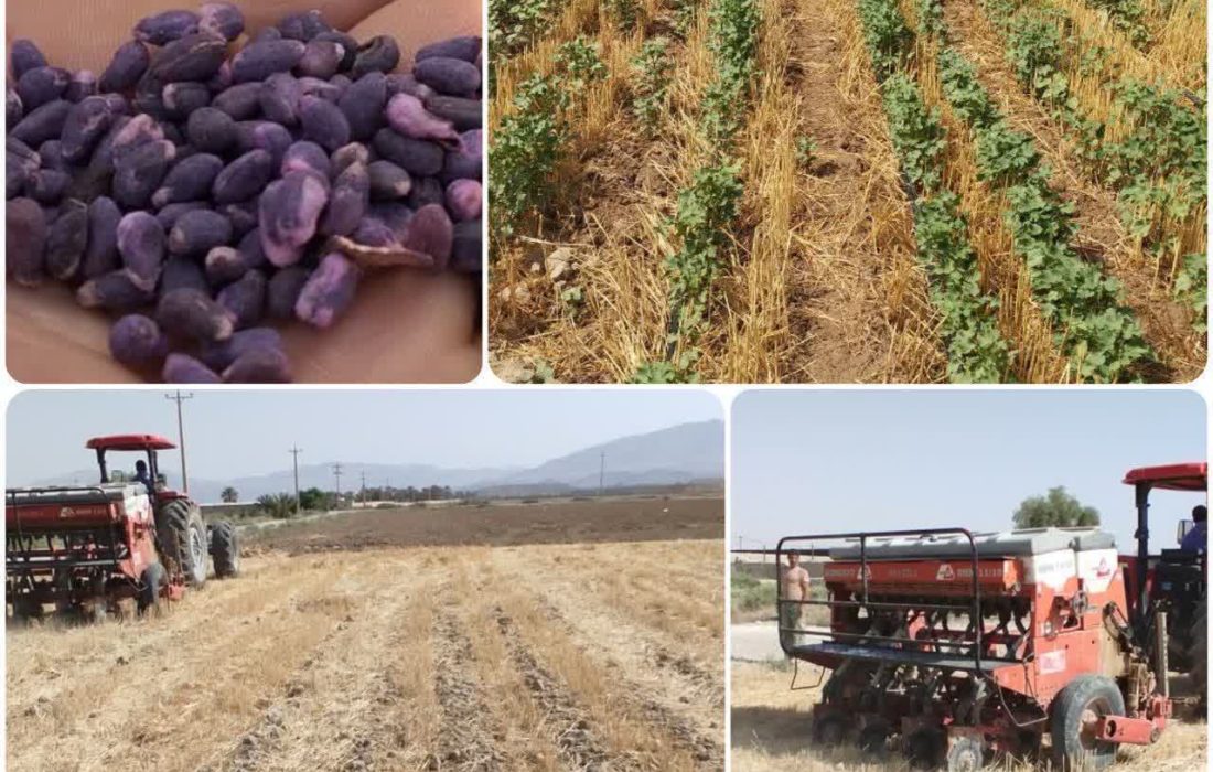 ۱۰۷ هکتار از اراضی کشاورزی شهرستان جهرم زیر کشت طلای سفید رفت