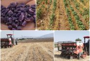 ۱۰۷ هکتار از اراضی کشاورزی شهرستان جهرم زیر کشت طلای سفید رفت