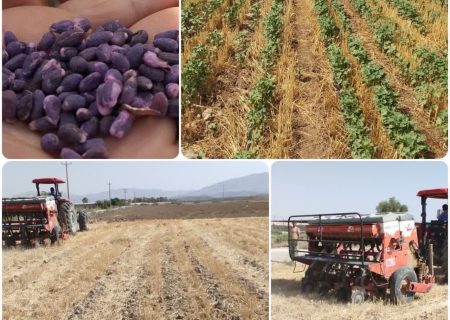 ۱۰۷ هکتار از اراضی کشاورزی شهرستان جهرم زیر کشت طلای سفید رفت