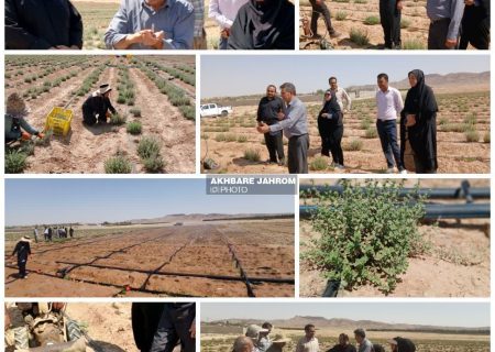 آغاز برداشت آویشن اردنی در جهرم