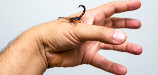 افزایش مسمومیت با عقرب در جهرم؛ راهنمای نجات در برابر یک نیش خطرناک