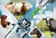 اطلاعیه روابط عمومی اداره دامپزشکی شهرستان جهرم درخصوص تزریق واکسن‌های زیرپوستی دامی