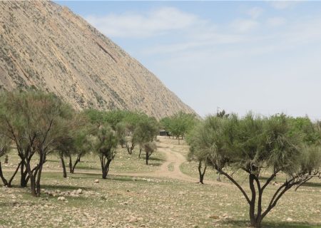 مرگ طبیعت در جنگل های چاتیز