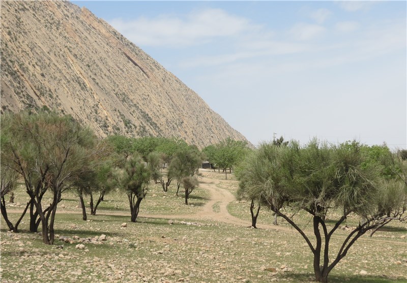 مرگ طبیعت در جنگل های چاتیز