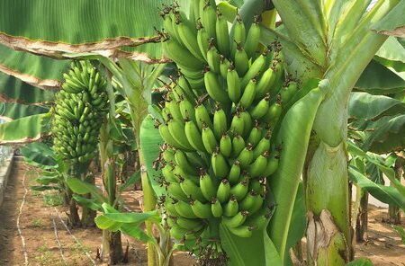 کشت موز گلخانه‌ای برای نخستین بار در جهرم