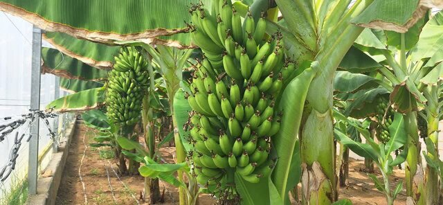 کشت موز گلخانهای برای نخستین بار در جهرم