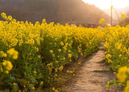 آغاز کشت مکانیزه کلزا در جهرم با استفاده از روش‌های نوین آبیاری