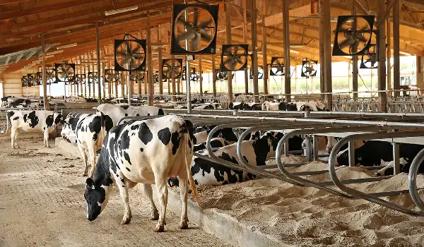 دامداران جهرم زیر بار هزینه‌ها؛ تولید در مرز فروپاشی است