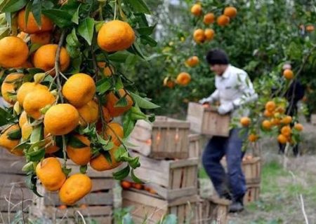 حل مشکل سرقت از باغات در اولویت است