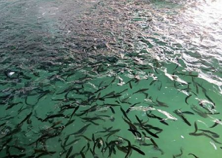 رهاسازی ۷ هزار قطعه بچه‌ماهی در استخر‌های کشاورزی جهرم